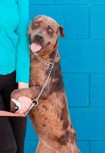 Lulabell (Courtesy rescue post), an adoptable Catahoula Leopard Dog in Sun Valley, CA, 91352 | Photo Image 2