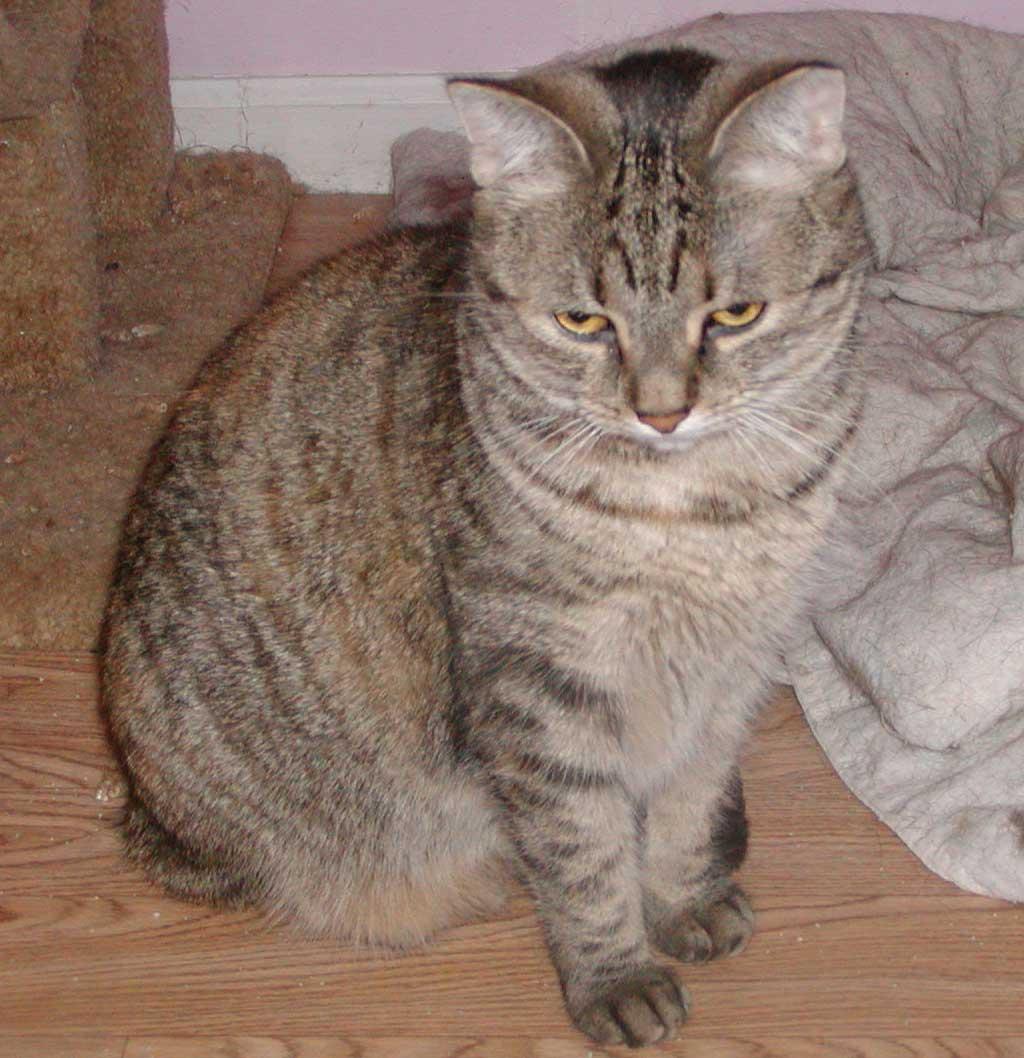 Ali, an adoptable Domestic Short Hair, Torbie in Allentown, PA, 18103 | Photo Image 1