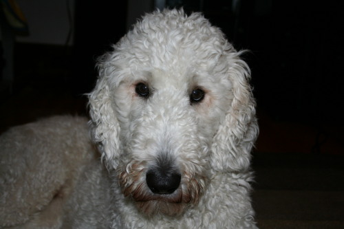 OH - Dupree, an adopted Golden Retriever & Poodle Mix in Jackson, NJ_image-1