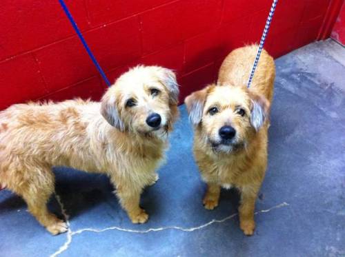 TN - Chilly & Scruffy, an adopted Labrador Retriever & Poodle Mix in Dandridge, TN_image-1