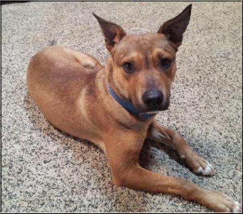 Poncho, an adoptable Terrier & Shepherd Mix in Ponca City, OK_image-1