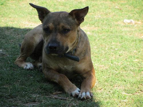 Poncho, an adoptable Terrier, Shepherd in Ponca City, OK, 74604 | Photo Image 3