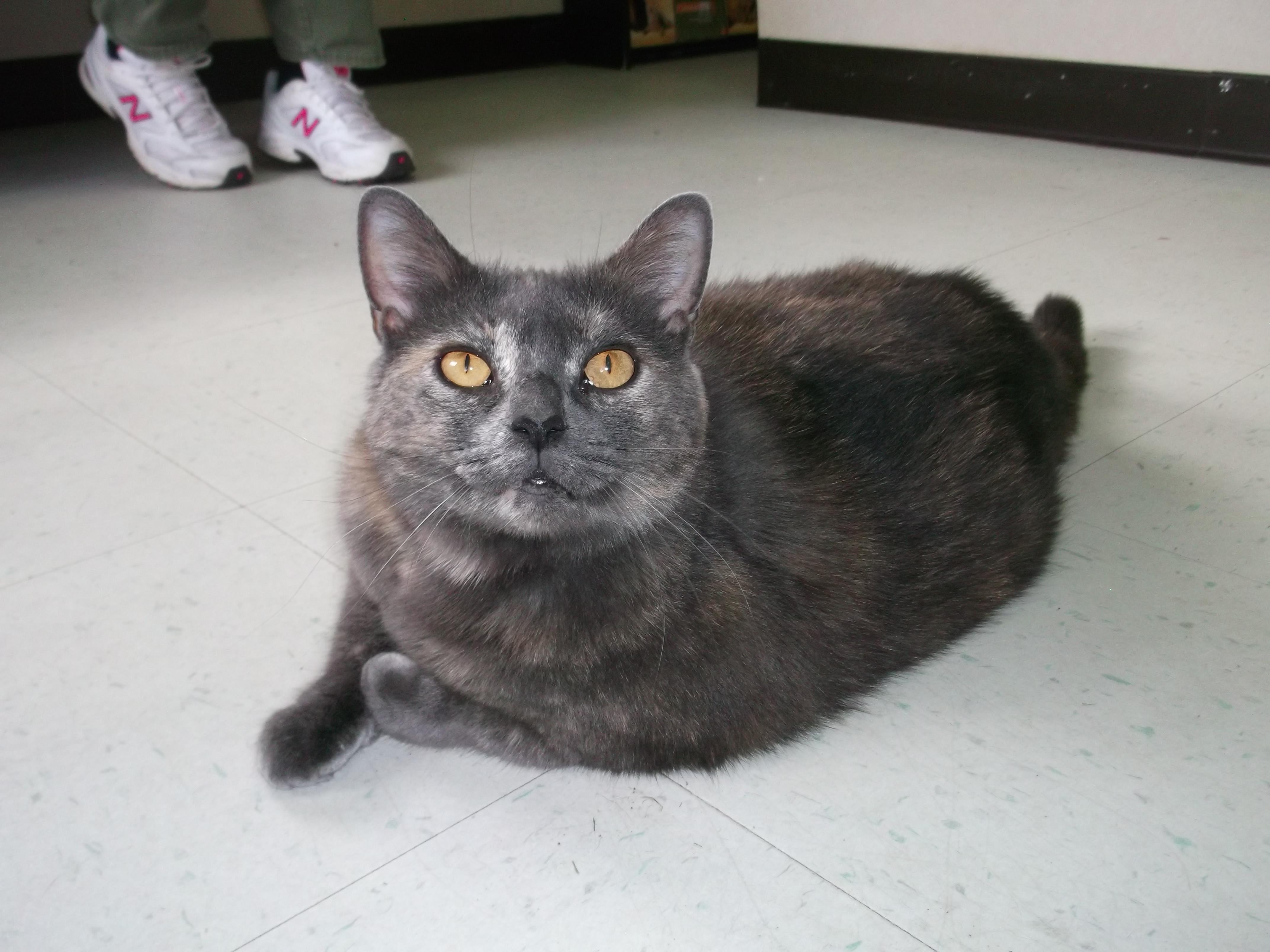 Tortie, an adoptable Domestic Short Hair in Siler City, NC, 27344 | Photo Image 1