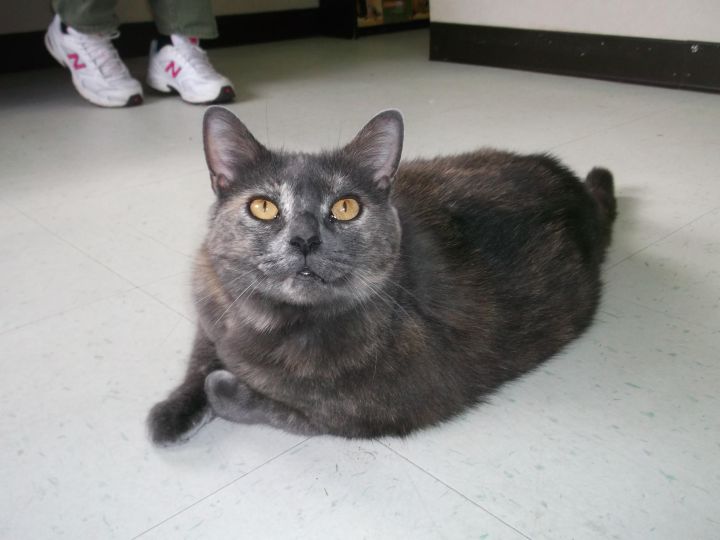Tortie, an adoptable Domestic Short Hair in Siler City, NC_image-1