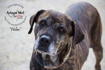Helen, an adopted Plott Hound Mix in Philadelphia, PA_image-1