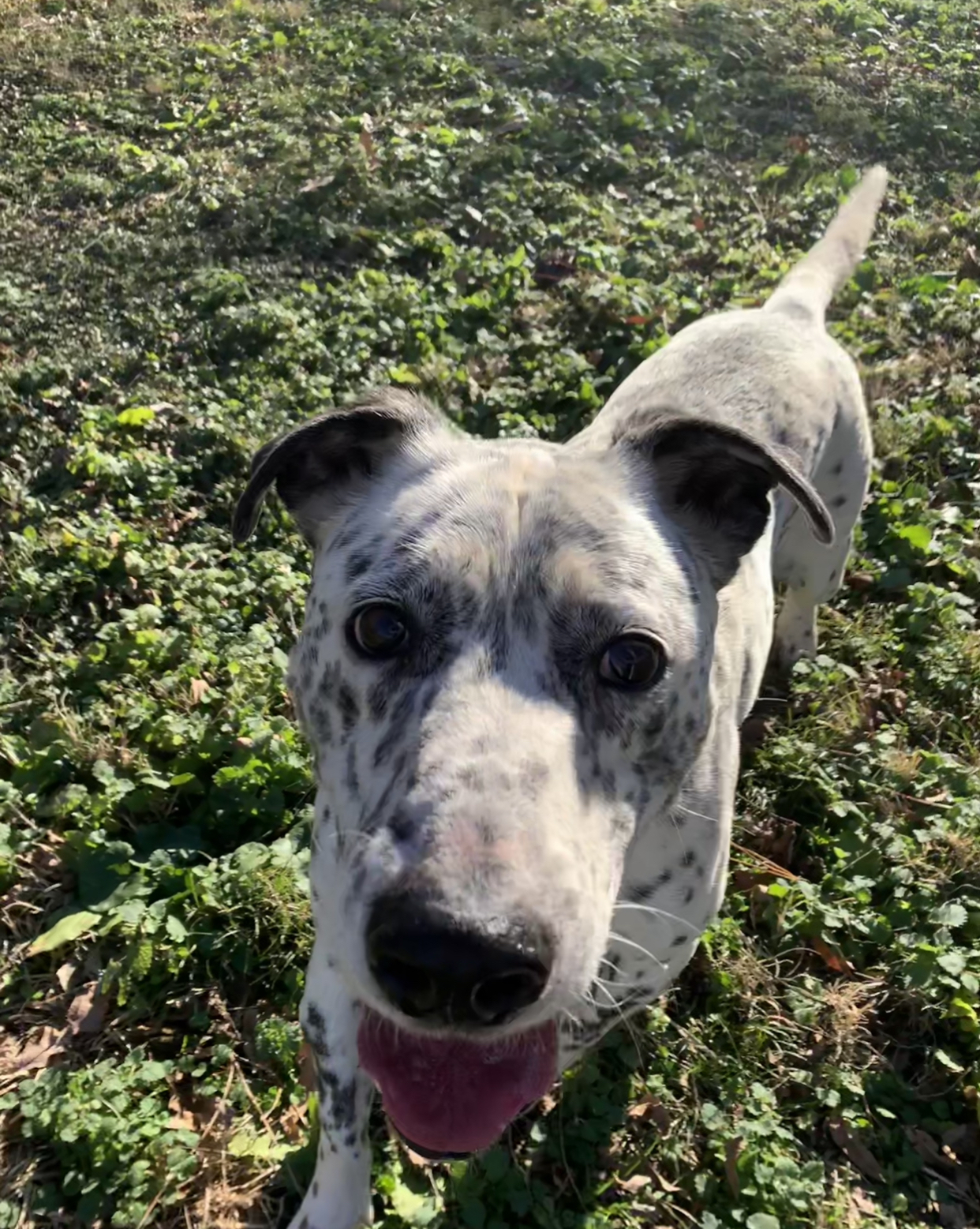 Brooks, an adoptable Dalmatian, Labrador Retriever in Dresden, TN, 38225 | Photo Image 1