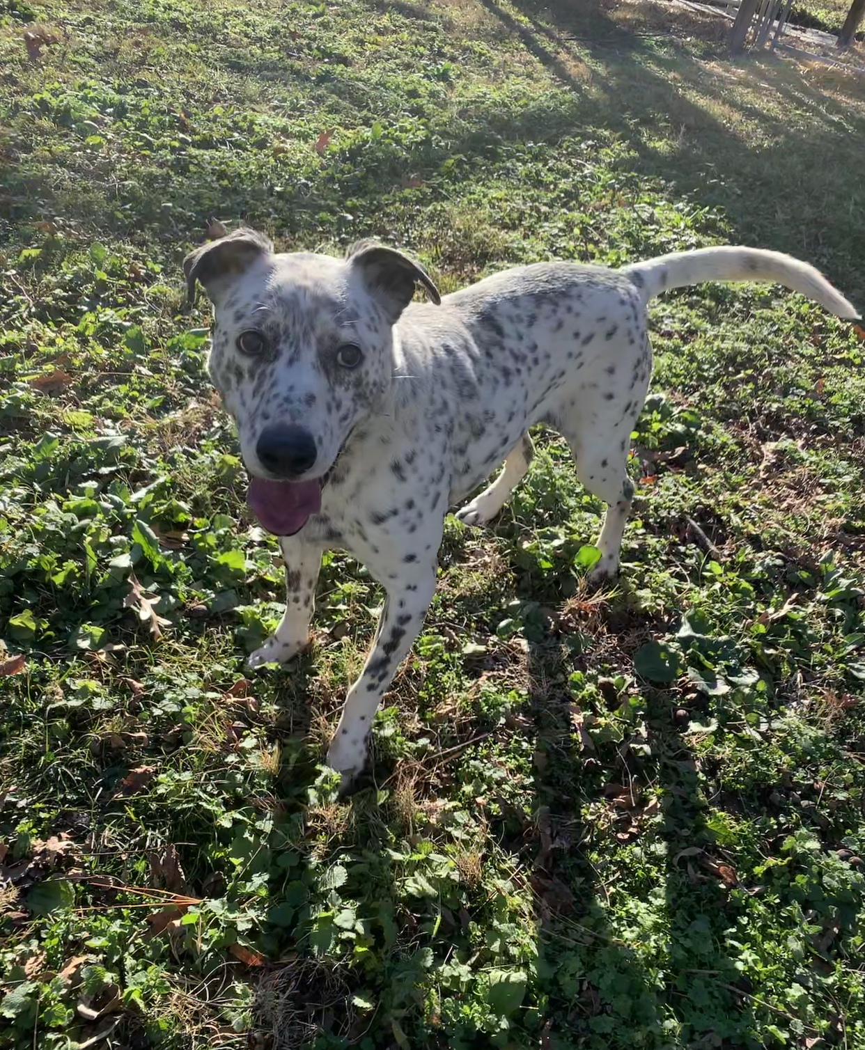 Brooks, an adoptable Dalmatian, Labrador Retriever in Dresden, TN, 38225 | Photo Image 2