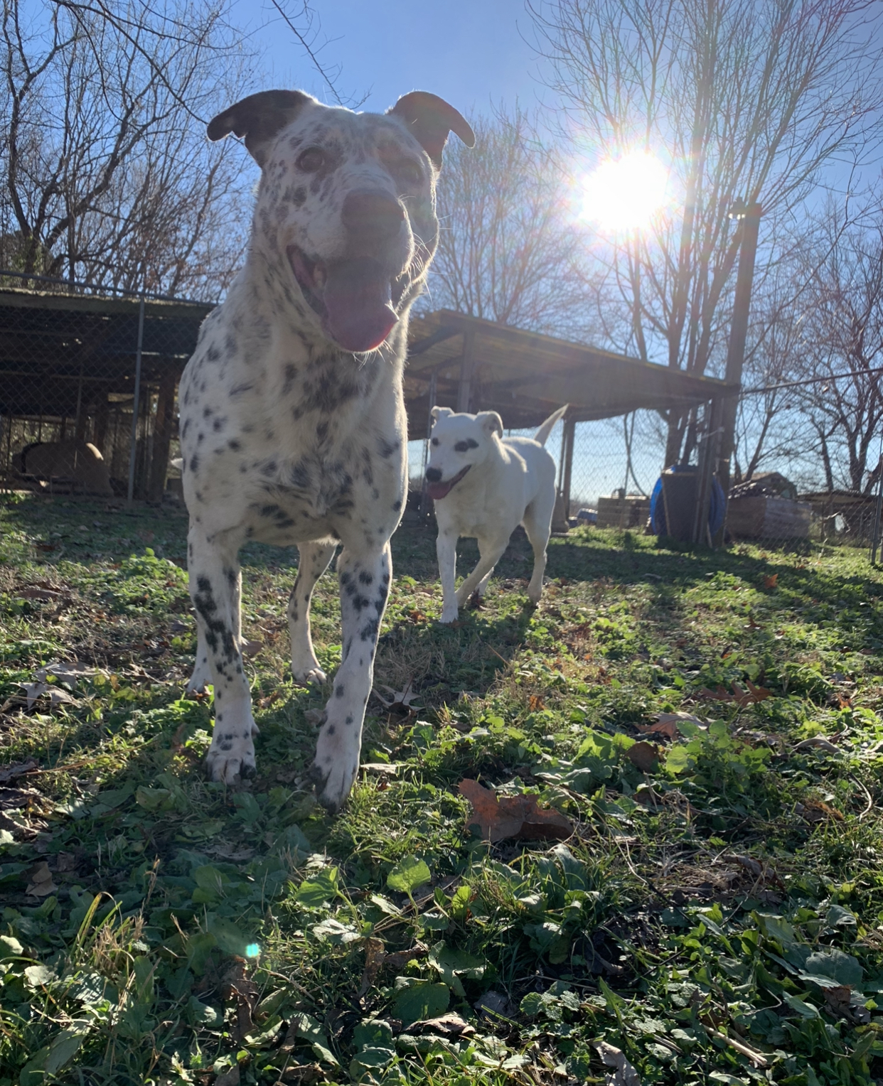 Brooks, an adoptable Dalmatian, Labrador Retriever in Dresden, TN, 38225 | Photo Image 3