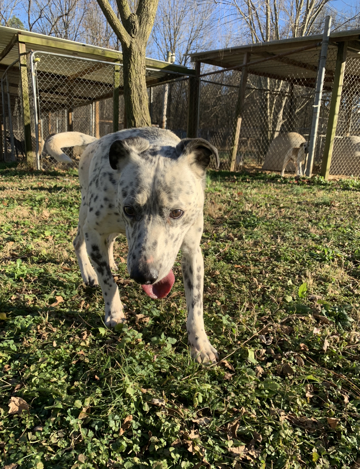 Brooks, an adoptable Dalmatian, Labrador Retriever in Dresden, TN, 38225 | Photo Image 4