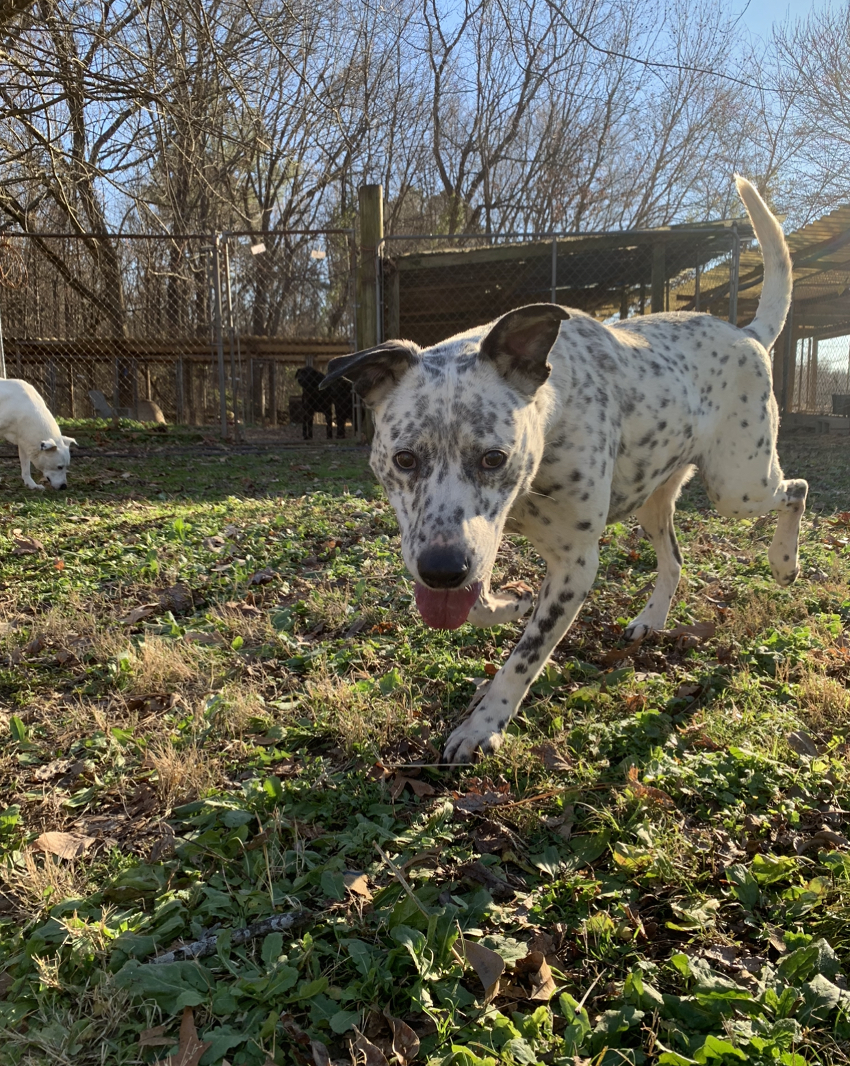 Brooks, an adoptable Dalmatian, Labrador Retriever in Dresden, TN, 38225 | Photo Image 5