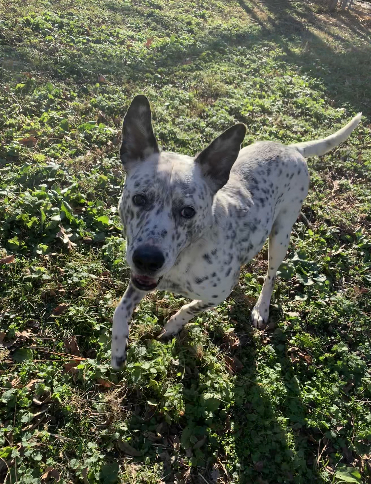 Brooks, an adoptable Dalmatian, Labrador Retriever in Dresden, TN, 38225 | Photo Image 6