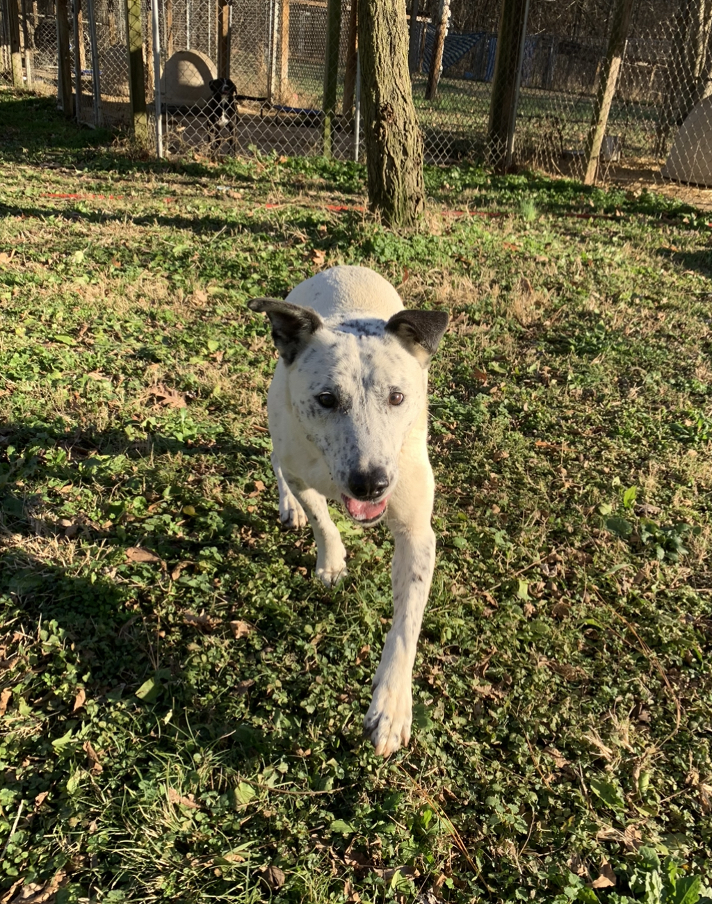 Dunn, an adoptable Dalmatian, Labrador Retriever in Dresden, TN, 38225 | Photo Image 1