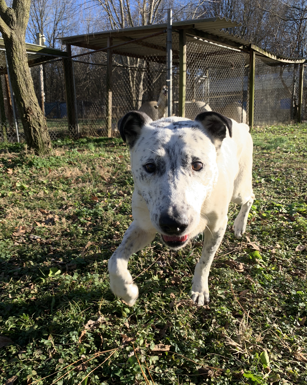 Dunn, an adoptable Dalmatian, Labrador Retriever in Dresden, TN, 38225 | Photo Image 2