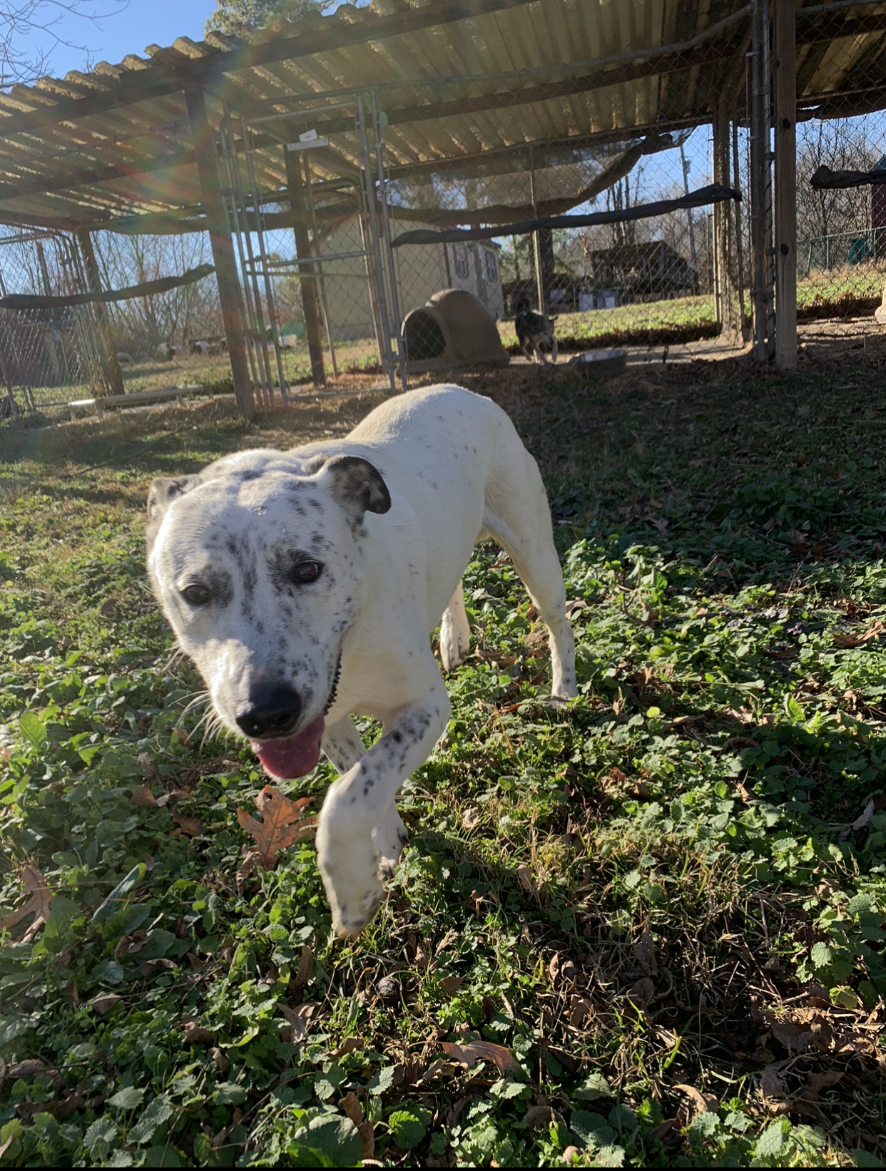 Dunn, an adoptable Dalmatian, Labrador Retriever in Dresden, TN, 38225 | Photo Image 3