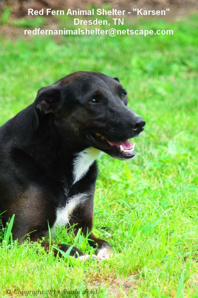Karsen, an adoptable Labrador Retriever in Dresden, TN, 38225 | Photo Image 2