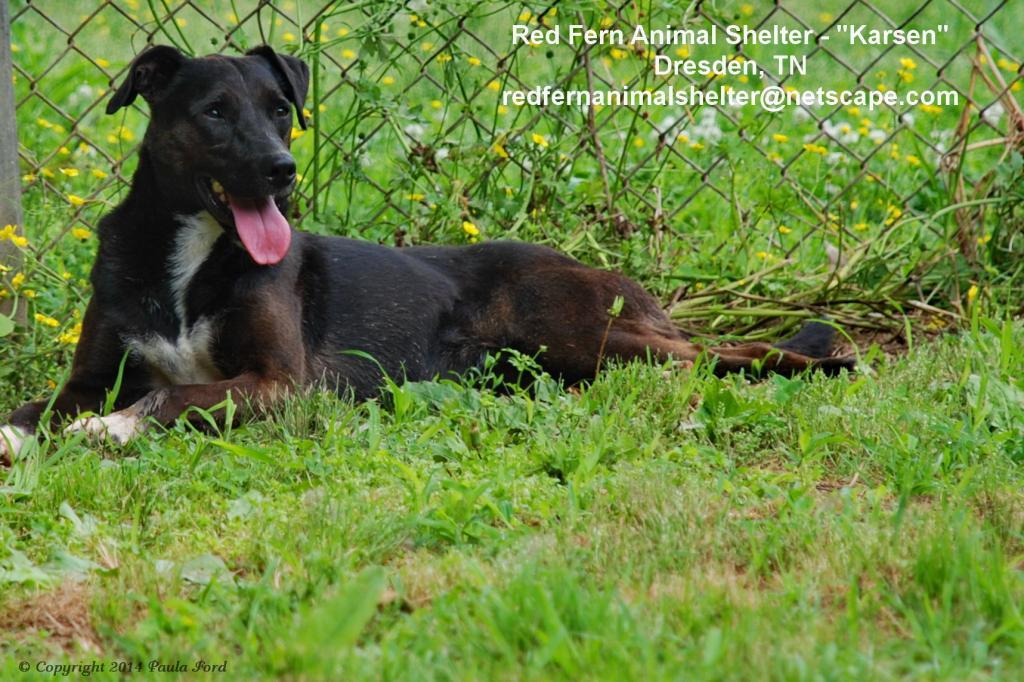 Karsen, an adoptable Labrador Retriever in Dresden, TN, 38225 | Photo Image 1