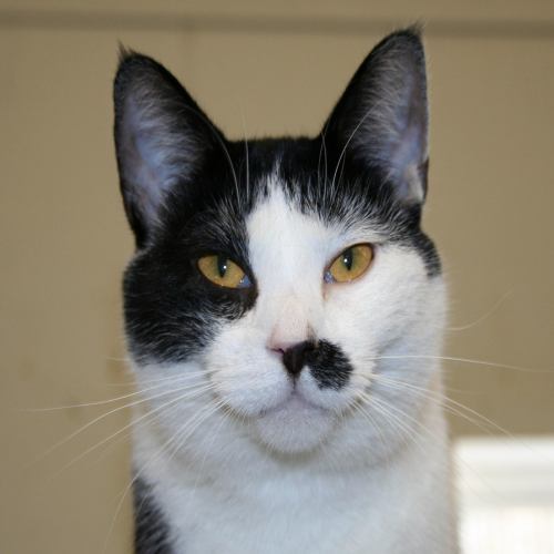Peach, an adoptable Domestic Short Hair in Lake George, NY, 12845 | Photo Image 1