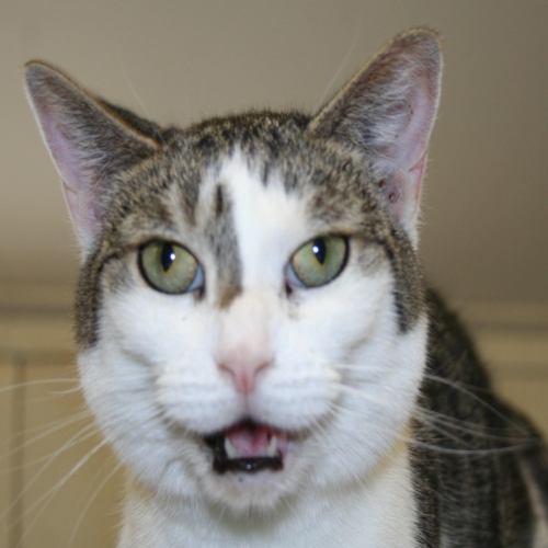 Chessie, an adoptable Domestic Short Hair in Lake George, NY, 12845 | Photo Image 1