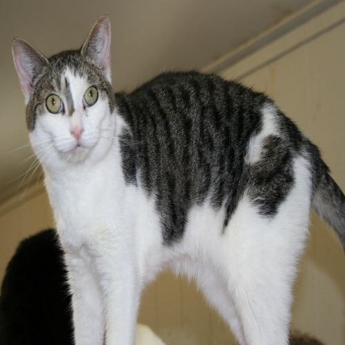 Chessie, an adoptable Domestic Short Hair in Lake George, NY, 12845 | Photo Image 2
