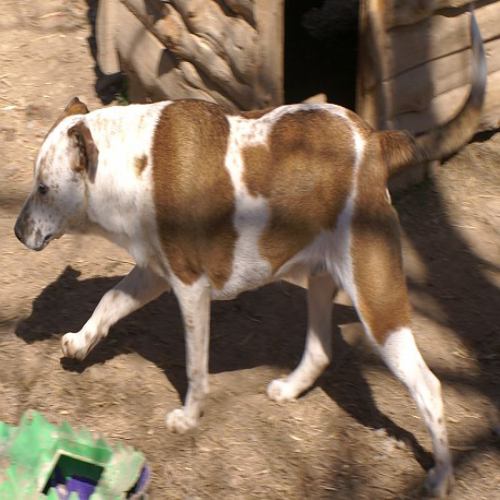 Dudley, an adoptable Labrador Retriever, Bull Terrier in Oakland, AR, 72661 | Photo Image 3