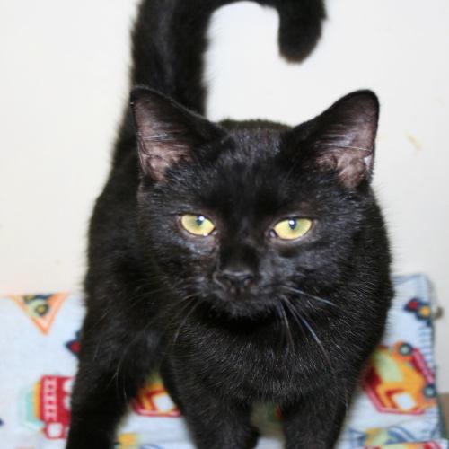 Mischief, an adoptable Domestic Short Hair in Lake George, NY, 12845 | Photo Image 1
