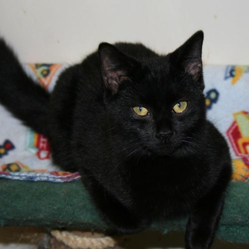 Mischief, an adoptable Domestic Short Hair in Lake George, NY, 12845 | Photo Image 2