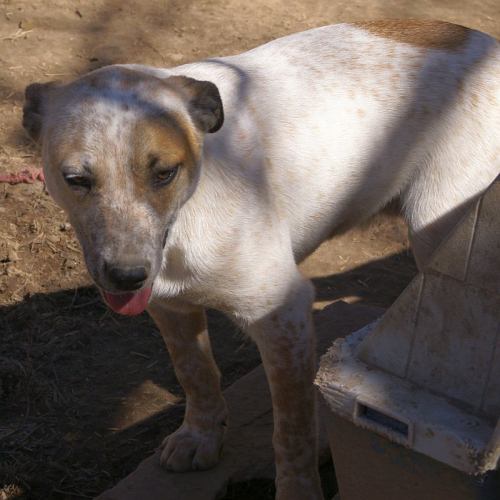 Duncan, an adoptable Labrador Retriever & Bull Terrier Mix in Oakland, AR_image-2