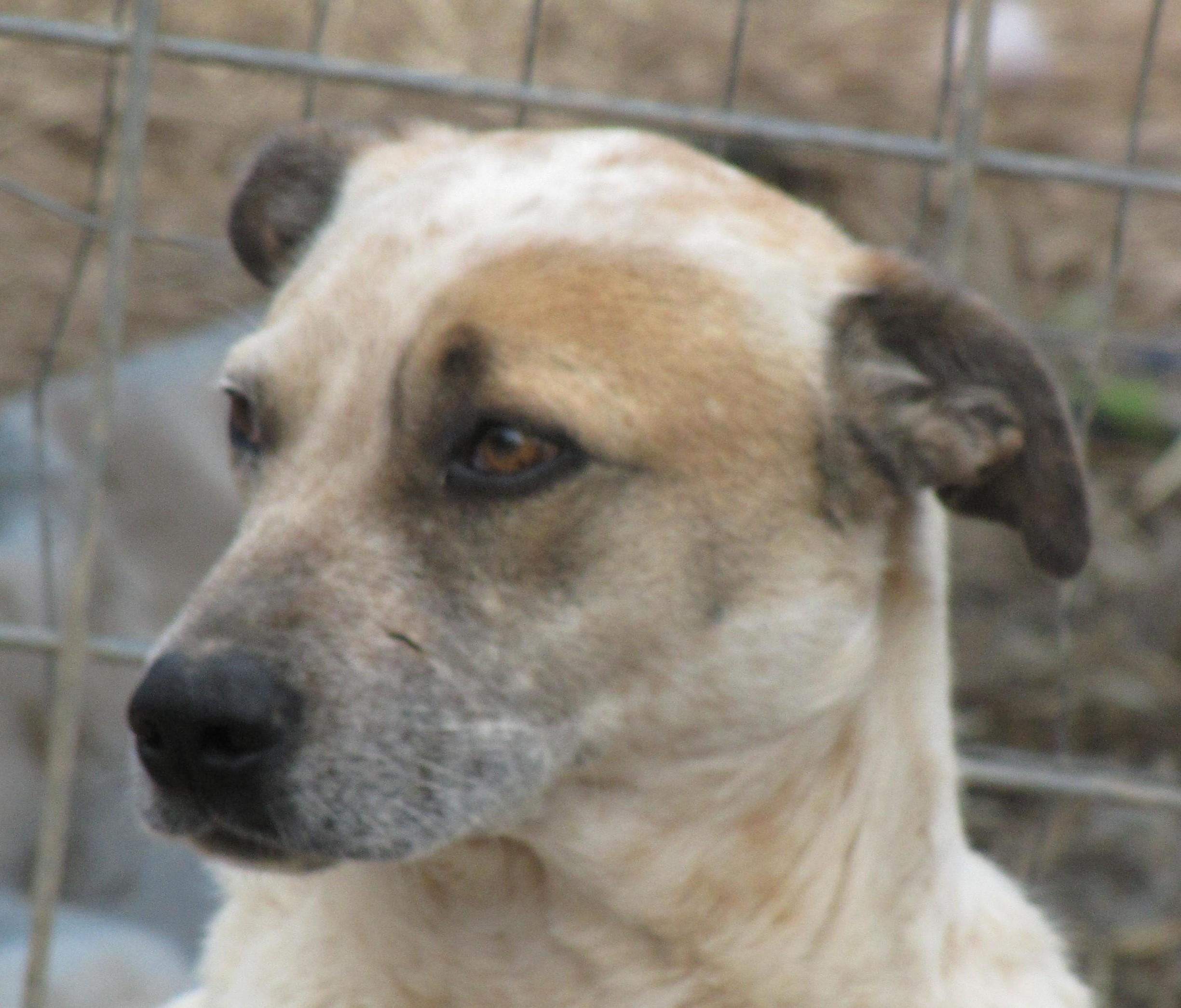 Duncan, an adoptable Labrador Retriever, Bull Terrier in Oakland, AR, 72661 | Photo Image 1