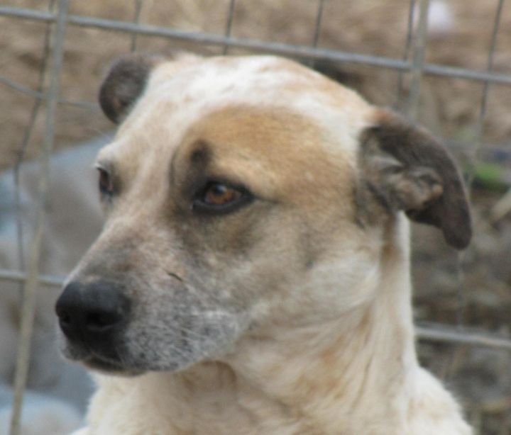 Duncan, an adoptable Labrador Retriever & Bull Terrier Mix in Oakland, AR_image-1