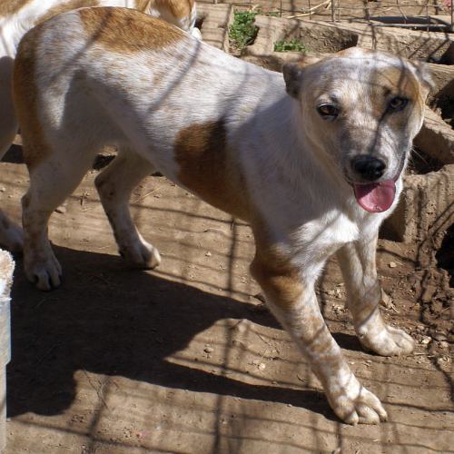 Duncan, an adoptable Labrador Retriever, Bull Terrier in Oakland, AR, 72661 | Photo Image 3