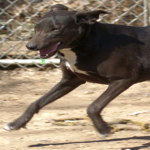 Shana, an adoptable Labrador Retriever, Terrier in Oakland, AR, 72661 | Photo Image 1
