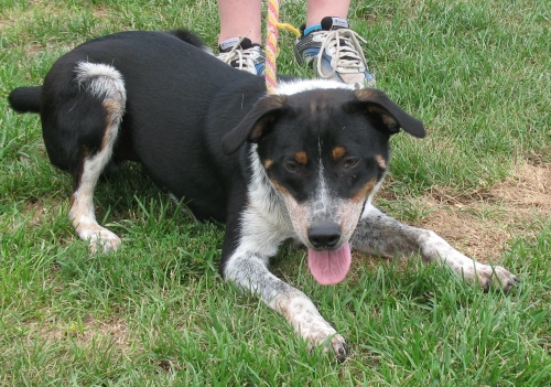 Roscoe, an adopted Australian Cattle Dog / Blue Heeler Mix in Shippensburg, PA_image-1