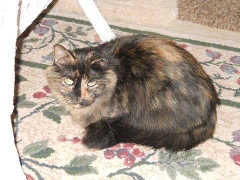 Penny, an adoptable Tortoiseshell, Domestic Long Hair in Oklahoma City, OK, 73112 | Photo Image 1