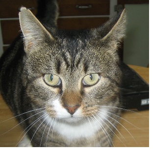 Finn, an adoptable Tabby, Domestic Medium Hair in Albany, NY, 12211 | Photo Image 1