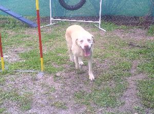 Jersey, an adoptable Yellow Labrador Retriever in Austin, TX, 78708 | Photo Image 2