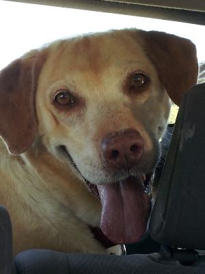 Jersey, an adoptable Yellow Labrador Retriever in Austin, TX, 78708 | Photo Image 1