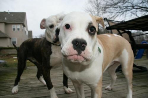 Fiona, an adopted American Bulldog & English Bulldog Mix in New Hope, PA_image-1