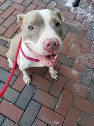 Chanel, an adoptable Pit Bull Terrier, Mixed Breed in Kansas City, MO, 64129 | Photo Image 3