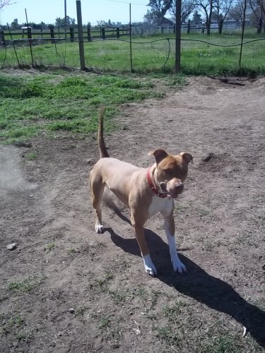 Nacho, an adoptable Pit Bull Terrier in Cantua Creek, CA, 93608 | Photo Image 2