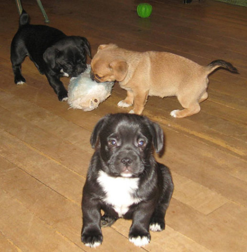 Corgi Pug Puppies 2