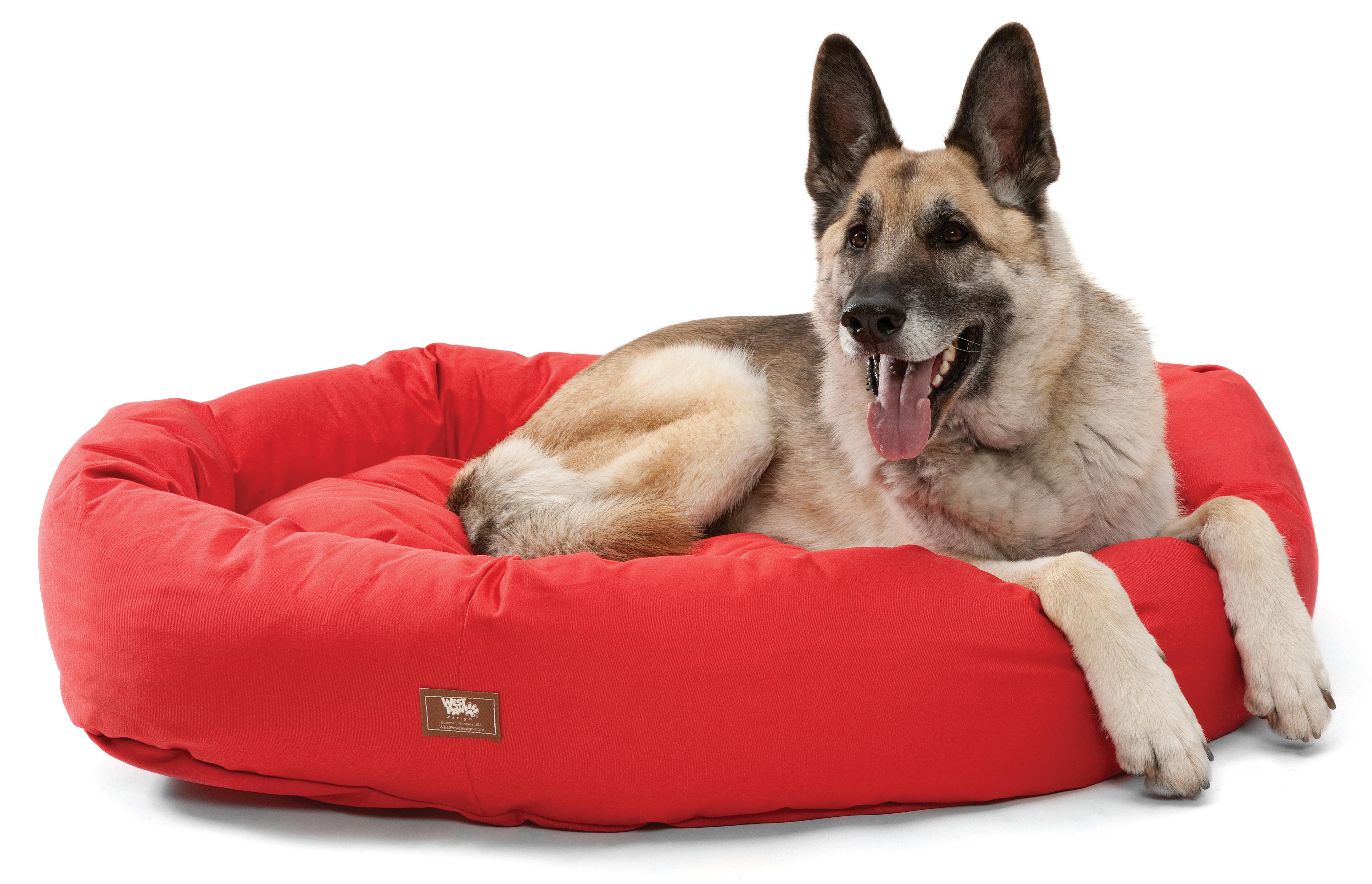 Dog For Adoption Donations Beds Toys A German Shepherd Dog In Seattle Wa Petfinder