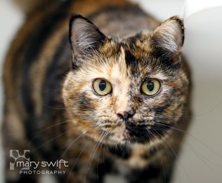 Velvet, an adopted Domestic Short Hair in Reisterstown, MD_image-1
