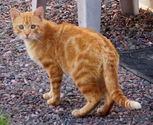 Sir Hiss-a-lot, an adoptable Domestic Short Hair, Tabby in Shell Lake, WI, 54871 | Photo Image 2