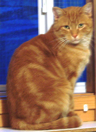 Sir Hiss-a-lot, an adoptable Domestic Short Hair, Tabby in Shell Lake, WI, 54871 | Photo Image 3