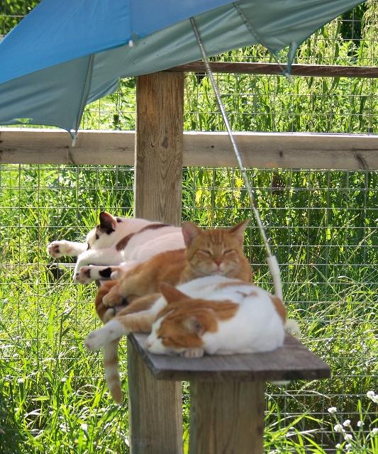 Sir Hiss-a-lot, an adoptable Domestic Short Hair, Tabby in Shell Lake, WI, 54871 | Photo Image 4