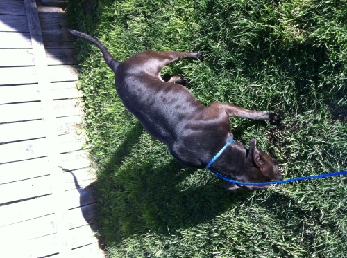 Beebi, an adoptable Labrador Retriever & Pit Bull Terrier Mix in Austin, TX_image-2