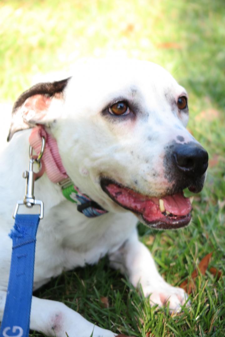 DALLY, an adopted Dalmatian & Pit Bull Terrier Mix in Hilton Head Island, SC_image-2