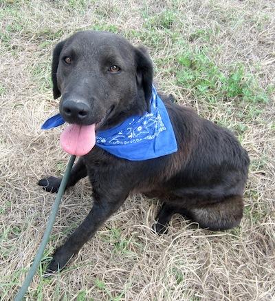 Sable, an adopted Chesapeake Bay Retriever Mix in Darlington, SC_image-3