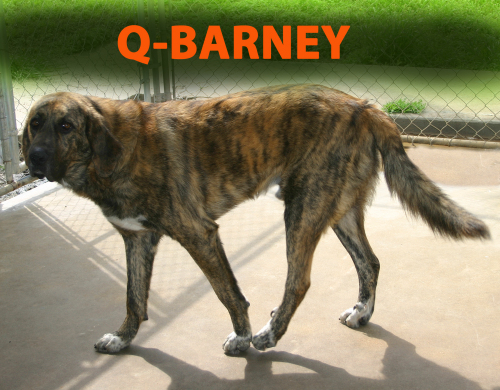 Q-Barney 1