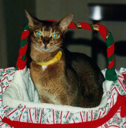 Simba, an adopted Abyssinian in Brightwaters, NY_image-1